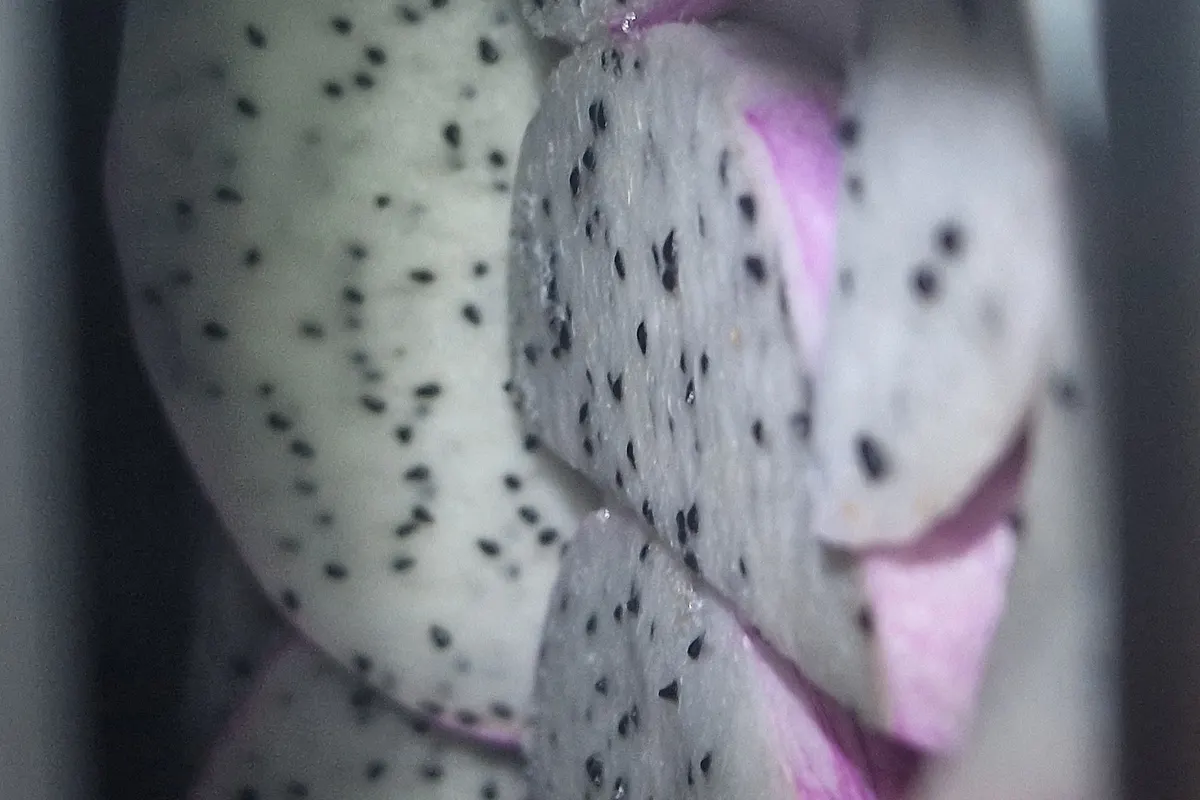Sliced dragon fruit on a shelf inside a freeze-dryer chamber part-way through a cycle