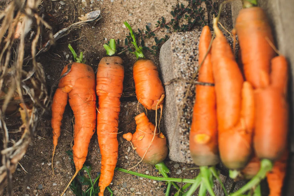 Forked and misshapen carrots lifted and set aside beside straight ones