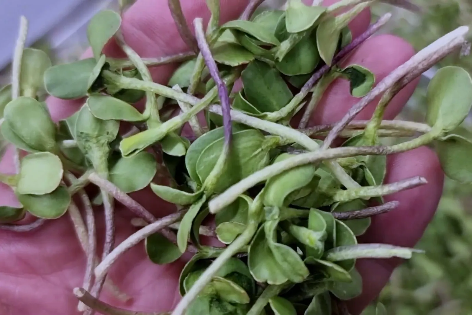 A handful of freeze-dried microgreens held in a palm, stems and seed leaves intact