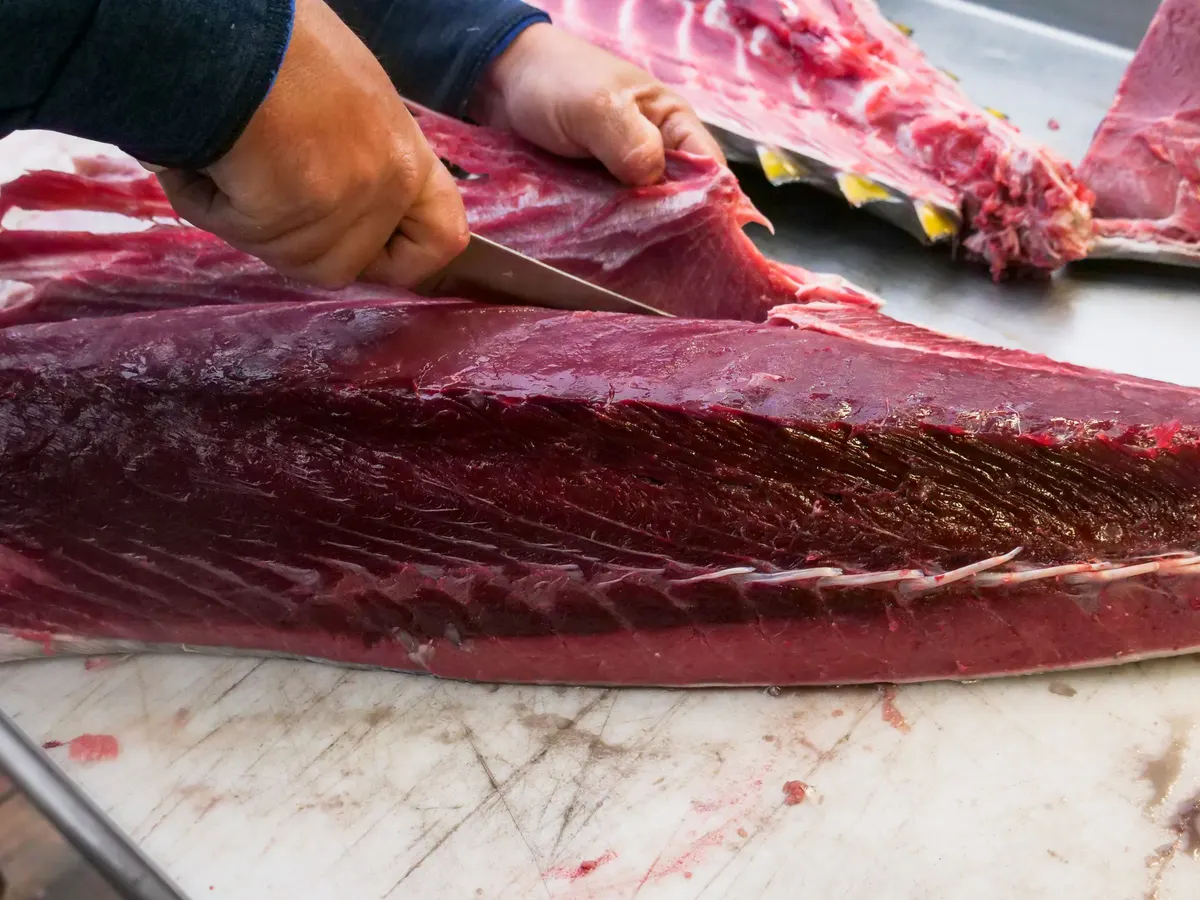 A tuna loin being trimmed on a cutting bench, with the frame alongside