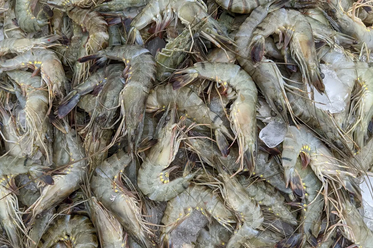 Raw whole prawns on ice