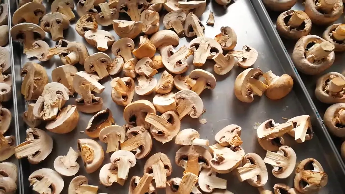 Freeze-dried champiñón slices filling a stainless tray, pale and matte with the gill edge visible in section