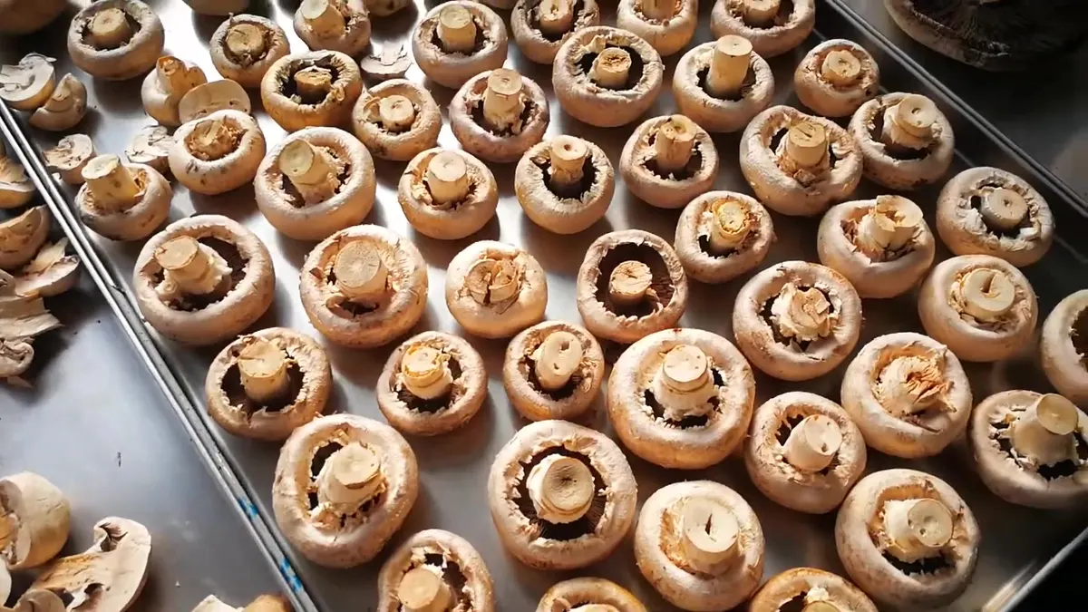 Whole freeze-dried button mushroom caps arranged gills up, one deep and evenly spaced on a stainless tray